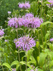 Indian nettle, monarda, didyma