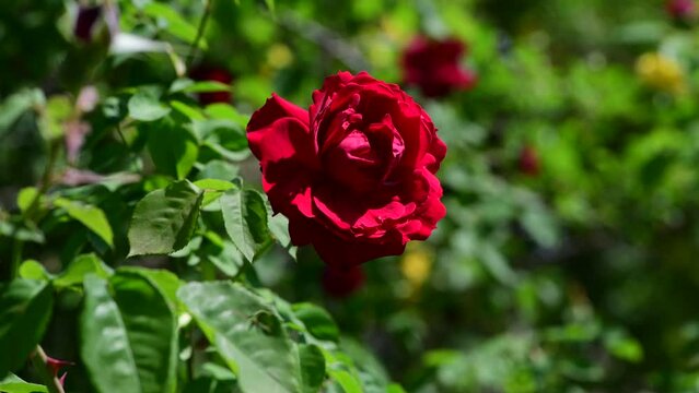 Nice big rose flowers with bokeh nature flora gardening macro 4k video, summer blooming and relax