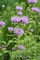 Indian nettle, monarda, didyma