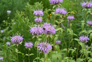 Indian nettle, monarda, didyma