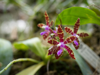 Phalaenopsis bastianii is a species of orchid endemic to the Philippines. Similar in shape to a...