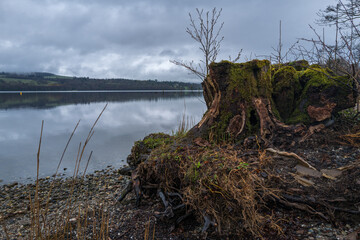 Gnarled green moss covered tree root in front of a fine Loch Lomond landscape