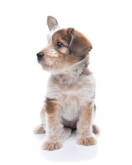 Closeup of an adorable mixed breed puppy looking away from camera sitting on a white surface with slight shadow.