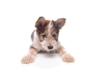 Closeup of an adorable mixed breed puppy on laying on a white surface with slight shadow.
