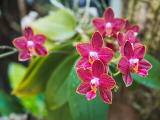 Pink orchids with copy space in botanic garden