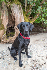 Black labrador sitting for a portrait