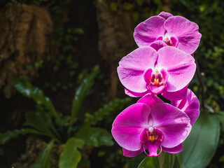 Orchid Doritaenopsis (Abbreviated Dpts), hybrid of the genera Doritis