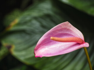 Obraz premium Anthurium scherzerianum, commonly called the flamingo flower or pigtail plant, is a species of Anthurium (family Araceae) native to Costa Rica.