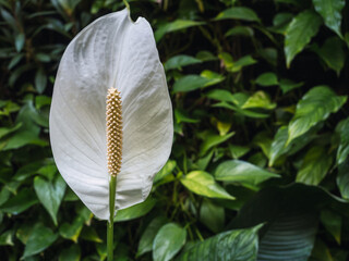 Spathiphyllum wallisii, commonly known as the peace lily, white candle, or spathe flower