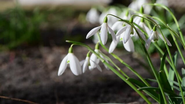 Nice first early spring snowdrop flowers with free space for text, nature awakening 4k video