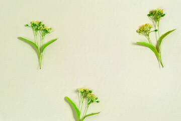 Linden tree flowers close-up. Concept of teatime, natural flower and herbal teas.