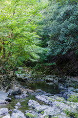 Obraz premium 犬鳴渓谷（大阪府泉佐野市）の新緑