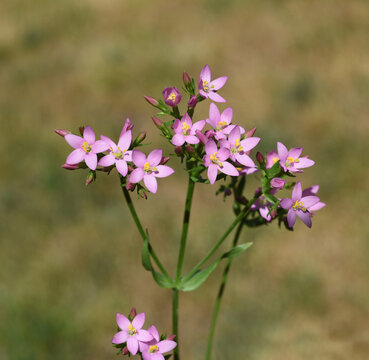 Centaurium erythraea