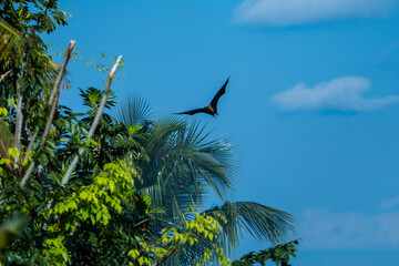 Mauritian flying fox (Pteropus niger) - Bat of Mauritius 