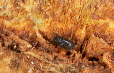 Bark beetle, Trypophloeus binodulus on aspen wood photographed with high magnification - obrazy, fototapety, plakaty