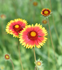 Gaillardia flower (Latin. Gaillardia) in summer garden 