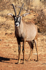Roan Antelope bull, Game farm, South Africa