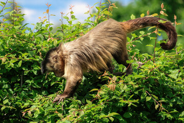 Obraz premium A monkey on a tree. A monkey in nature. Robust capuchin monkeys are capuchin monkeys in the genus Sapajus.