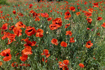 Fototapeta premium Flowers Red poppies blossom on wild field. Beautiful field red poppies with selective focus. soft light. Natural drugs. Glade of red poppies. Lonely poppy. Soft focus blur