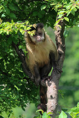 A monkey on a tree. A monkey in nature. Robust capuchin monkeys are capuchin monkeys in the genus Sapajus.