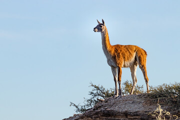 Guanaco overlooking the wilderness