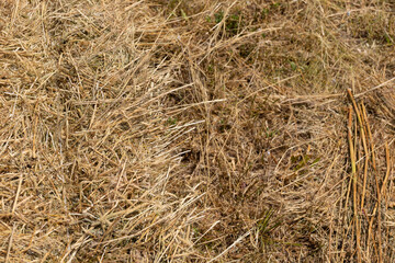 Haystack or hay straw. Mowed dry grass (hay) in stack on farm field. Hay pile stack farmer mowed for animal feeding. Bale of hay harvest.
