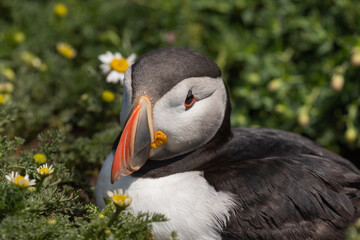 Close up portrait of an Atlantic puffin