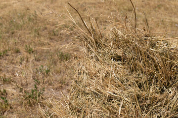 Fototapeta premium Haystack or hay straw. Mowed dry grass (hay) in stack on farm field. Hay pile stack farmer mowed for animal feeding. Bale of hay harvest.