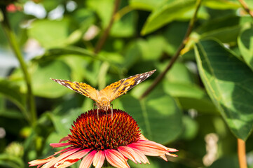 Painted lady (Vanesa cardui) collecting nectar on a coneflower (Echinacea purpurea)