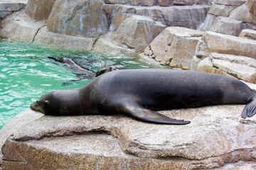 Beautiful sea lion in the sea park, San Diego California 