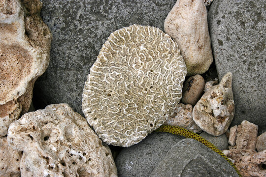 Close Up Of Pieces Of Coral, Norfolk Island, Australia
