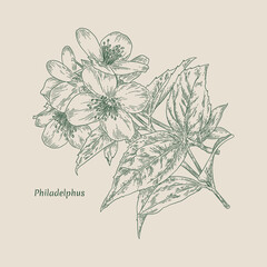 Flowering twig of Philadelphus or Jasmine shrub. Handmade graphics engraved ink art. Victorian lithograph style. Vintage engraving. Sketchy hand-drawn vector illustration.