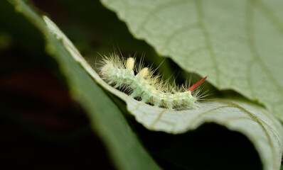 Pale tussock moth caterpillar creeps along the edge of the leaf. Selective focus.
