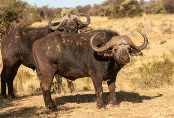 Cape or African buffalo bull on a game farm, South Africa
