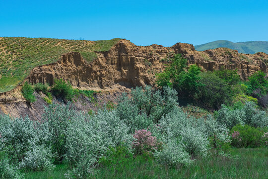 flowering grove in the river valley in Dagestan, summer tugay forest