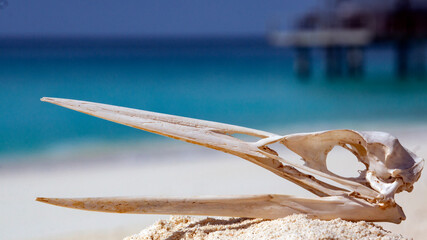 The skull of a heron. Parts of the bird's skeleton.