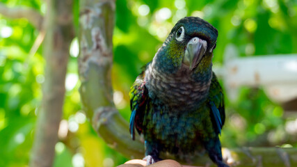 Green parrot close-up. Birds of the rainforest. Birds close-up.