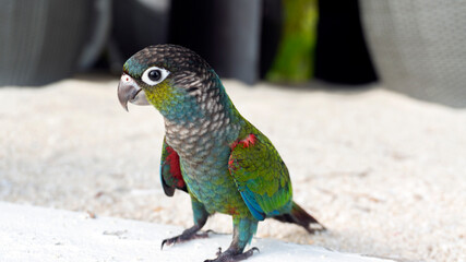 Obraz premium The green parrot landed on the beach. Tropical birds of Latin America.