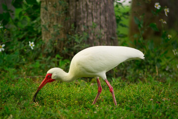 White ibis eating