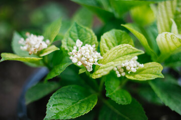 Hydrangea in a flower pot. Green closed buds. Gardening.