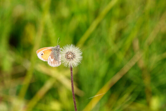 Fototapeta Small heath  butterfly on a overblown dandelion flower