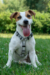 dog, pies, jack russell terrier