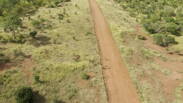 Aerial View of Antelopes in the savana along the dirt road, Balule Nature Reserve, Maruleng NU, Limpopo, South Africa.