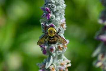 Bee on lamb's ear