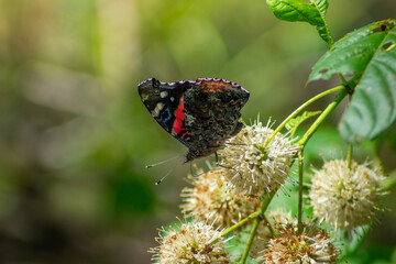 Red Admiral butterfly