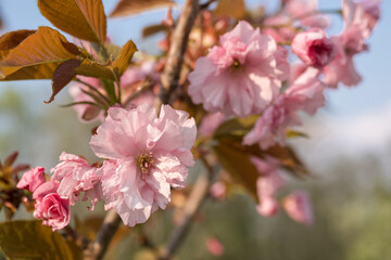 Pink ornamental cherry blossom on a branch.