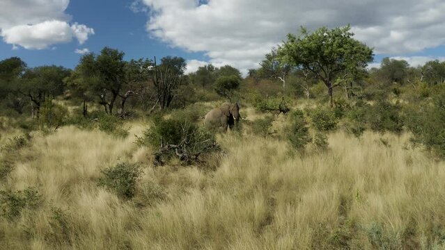 Aerial View of Elephants walk in the savana, Balule Nature Reserve, Maruleng NU.