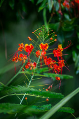 Caesalpinia