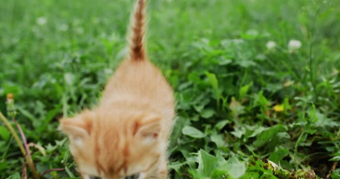 Cat life. Pet adventure. Animal nature. Curious confident cute stray ginger little tabby kitten walking on green Summer grass lawn exploring environment shot on RED Cinema camera.