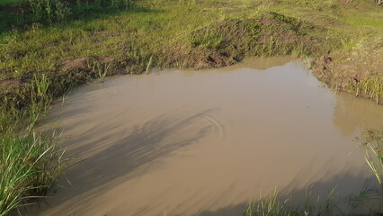 Obraz premium grass in the sand near a small puddle in the forest